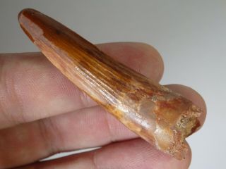 Spinosaurus Tooth 2,  4´ Fossil Dinosaur Tooth,  100 Natural