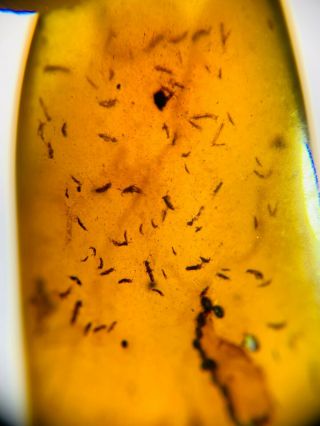 Too Many Insects In Burmese Amber Insect Fossil Burmite Myanmar Wkiy