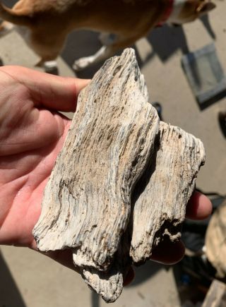 Texas Petrified Palm Wood Natural River Polished Prehistoric Fossil