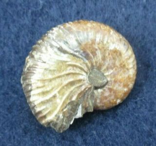 Fossil Cretaceous Ammonite Hoploscaphites Pierre Shale Montana Mother Of Pearl