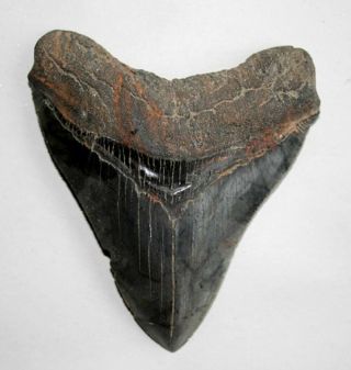 Prehistoric Chesapeake Bay Calvert Cliff Miocene Period Large Fossil Shark Tooth