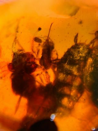 5 Unique Roach Larva Burmite Myanmar Burmese Amber Insect Fossil Dinosaur Age