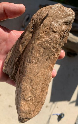 Texas Petrified Palm Wood Natural River Polish Buggy Knots