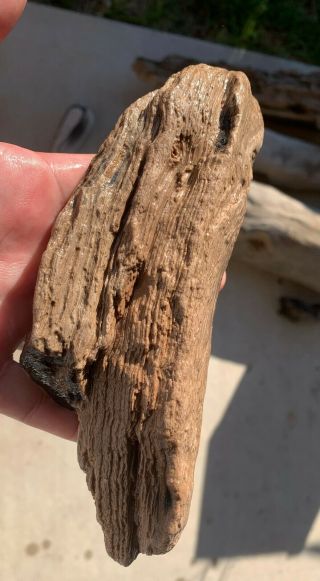Texas Petrified Palm Wood Natural River Polish Buggy Knots 2