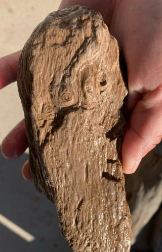 Texas Petrified Palm Wood Natural River Polish Buggy Knots 3