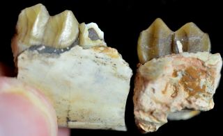 Poebrotherium 2 Jaw Sections,  Early Camel Fossils,  Badlands,  South Dakota,  P286