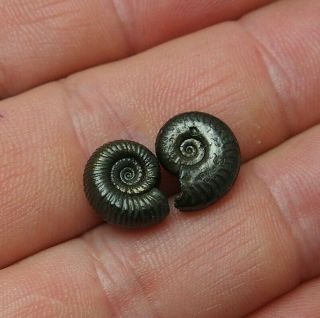 2x Amaltheus 12 - 13mm Ammonite Pyrite Mineral Fossil Ammoniten France