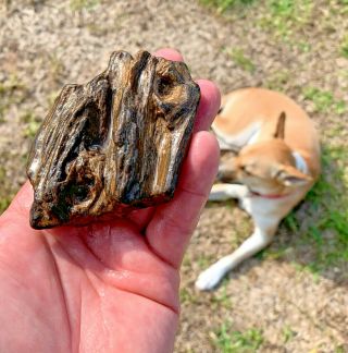 Unique Texas Petrified Wood With Multiple Knots Natural Uncut River Polished