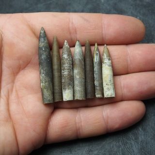 7x Belemnite Hibolithes subfusiformis fossils fossiles Fossilien France 2
