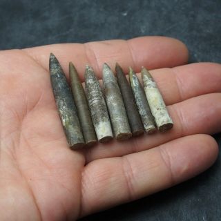 7x Belemnite Hibolithes subfusiformis fossils fossiles Fossilien France 3
