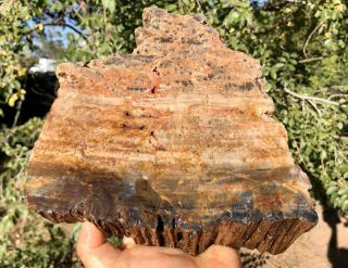 Reilly’s Rocks: Stunning Natural Slab Of Arizona Petrified Wood,  9 Lb
