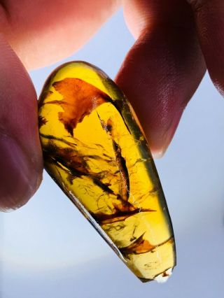 5.  23g Unknown Plant Burmite Myanmar Burmese Amber Insect Fossil Dinosaur Age