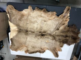 Vintage Rocky Mountain Bull Elk Full Hide Skin Fur Large 6 Feet By 4.  5 Feet