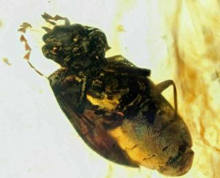 Burmese Amber,  Fossil Inclusion,  Coleoptera,  Beetle