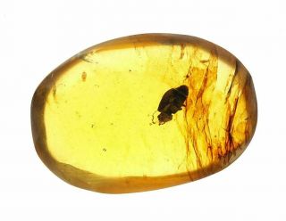 Burmese Amber,  Fossil Inclusion,  Coleoptera,  Beetle 2