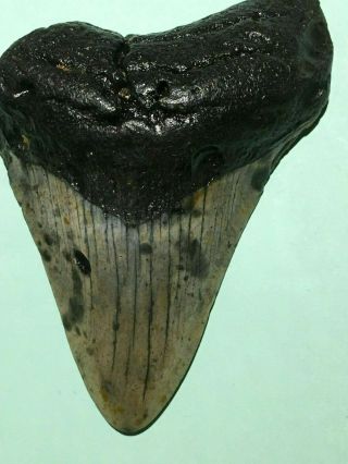 Megalodon Fossil Shark Tooth 3.  95 Inch