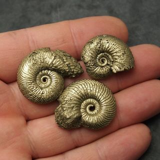 3x Quenstedtoceras 27 - 32mm Pyrite Ammonite Fossils Callovian Fossilien Russia