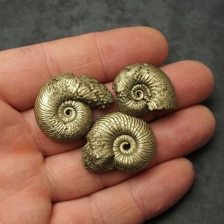 3x Quenstedtoceras 27 - 32mm Pyrite Ammonite Fossils Callovian Fossilien Russia 2