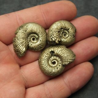 3x Quenstedtoceras 27 - 32mm Pyrite Ammonite Fossils Callovian Fossilien Russia 3