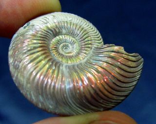 Ammonite Quenstedtoceras,  Russia,  1.  3 Inches