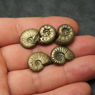 5x Ammonite 18mm Pyrite Mineral Fossil Fossilien Ammoniten France