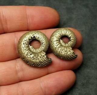 2x Quenstedtoceras 27 - 32mm Pyrite Ammonite Fossils Callovian Fossilien Russia