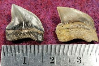 Cretaceous Squalicorax Shark Teeth From Texas