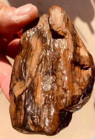 Highly Agatized Petrified Texas Palm Wood Naturally River Polished Fossil Gem