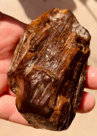 Highly Agatized Petrified Texas Palm Wood Naturally River Polished Fossil Gem 2
