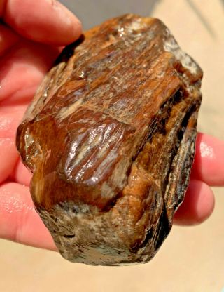 Highly Agatized Petrified Texas Palm Wood Naturally River Polished Fossil Gem 3