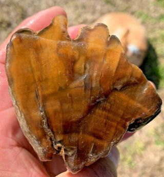 Texas Petrified Wood Agate Natural River Polished Fully Agatized Fossil