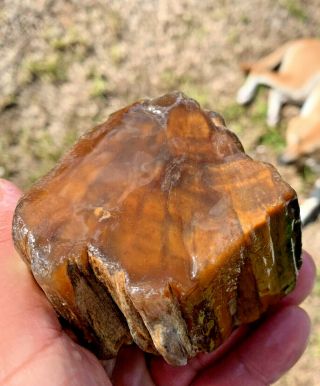 Texas Petrified Wood Agate Natural River Polished Fully Agatized Fossil 2