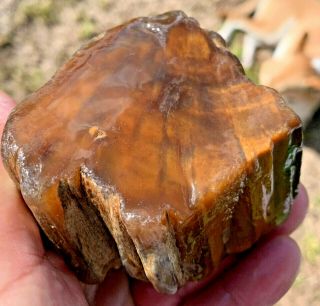 Texas Petrified Wood Agate Natural River Polished Fully Agatized Fossil 3