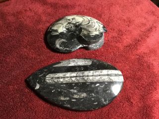 Vintage Large Black Polished Ammonite And Orthoceras Fossil