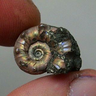17mm Euaspidoceras Sp.  Pyrite Ammonite Fossils Callovian Fossilien Russia