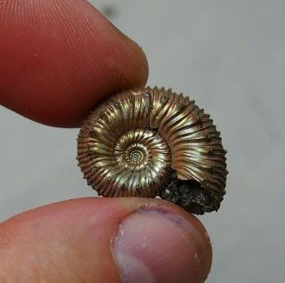 23mm Kosmoceras Sp.  Pyrite Ammonite Fossils Callovian Fossilien Russia