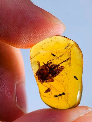 1.  47g Cicada&wasp Bee Burmite Myanmar Burmese Amber Insect Fossil Dinosaur Age