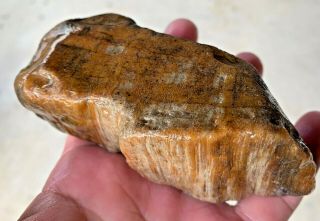 Texas Petrified Palm Wood Agate Natural River Polished Fossil