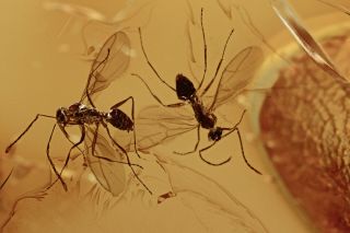 2 Winged Ants Formicidae Fossil Inclusion Baltic Amber 191009 - 41,  Img