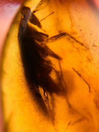 Extinct Manipulator Modificaputis Roach Burmite Myanmar Amber Insect Fossil