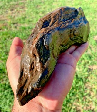 Texas Petrified Wood Log Natural River Polished Prehistoric Fossil