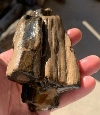 Texas Petrified Wood Log Unpolished Agatized Natural Tree Fossil