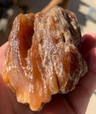 Highly Agatized Texas Petrified Orange Palm Wood Gem Like Fossil Unpolished