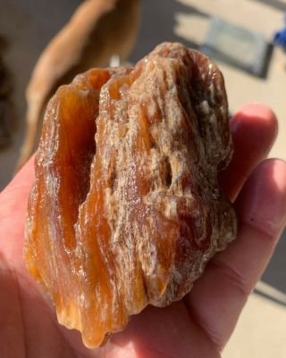 Highly Agatized Texas Petrified Orange Palm Wood Gem Like Fossil Unpolished 2