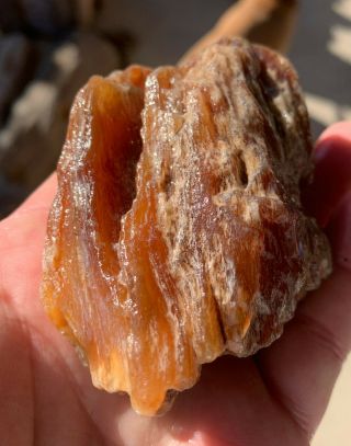 Highly Agatized Texas Petrified Orange Palm Wood Gem Like Fossil Unpolished 3