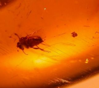 Very Rare Fly With 6 Eggs In Authentic Dominican Amber Fossil Tomb
