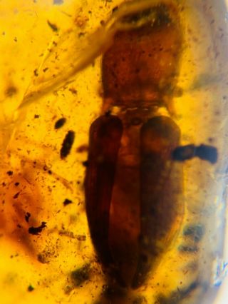 Big Coleoptera Beetle Burmite Myanmar Burmese Amber Insect Fossil Dinosaur Age