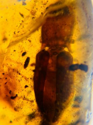 big Coleoptera beetle Burmite Myanmar Burmese Amber insect fossil dinosaur age 2