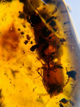 big Coleoptera beetle Burmite Myanmar Burmese Amber insect fossil dinosaur age 3