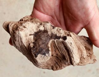 Texas Petrified Oak Wood Natural Unpolished Fossil